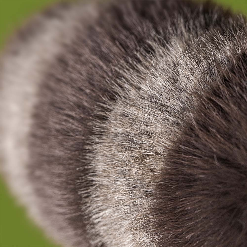 Jellycat Trixiwoo Raccoon 24cm